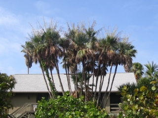 Paurotis Palm, Everglades Palm
