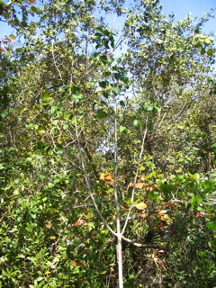Short Leaf Fig